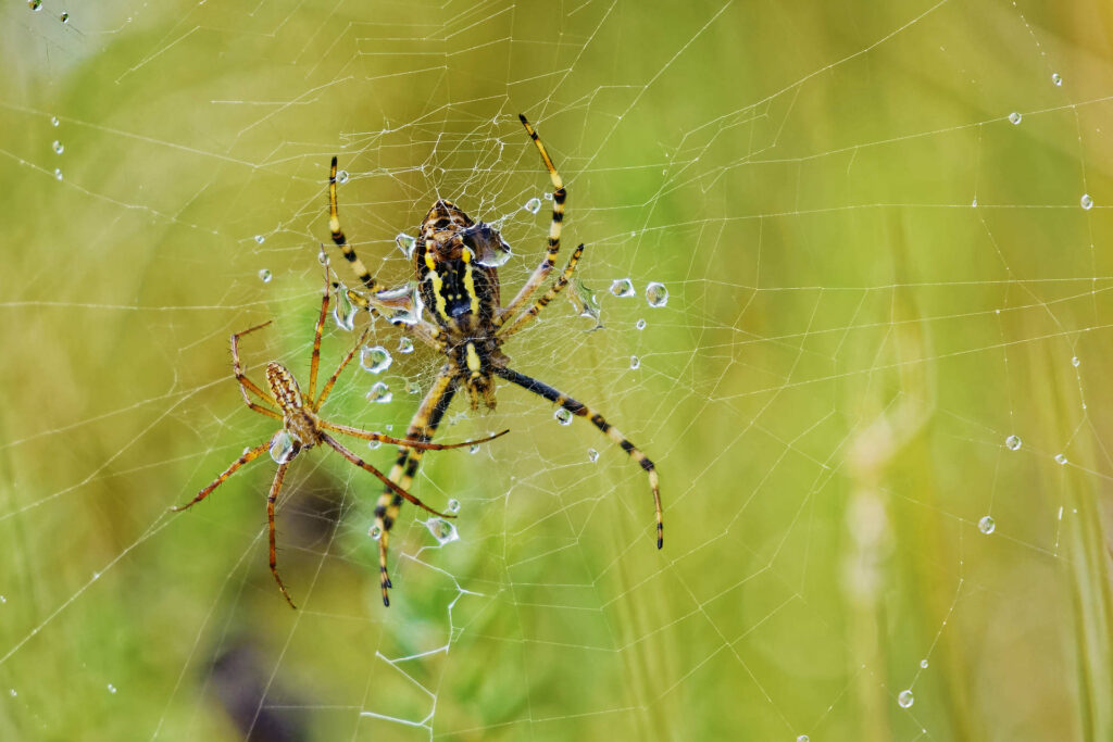 Arachnides