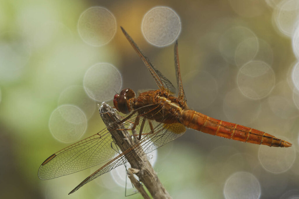 Insectes Macro