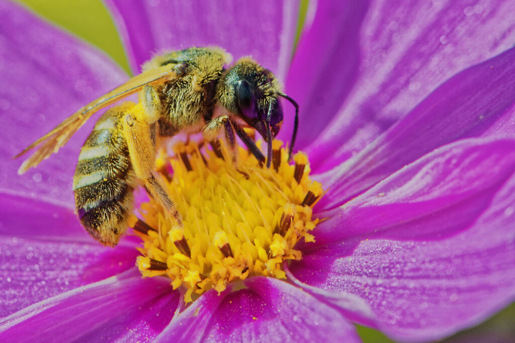 Abeilles