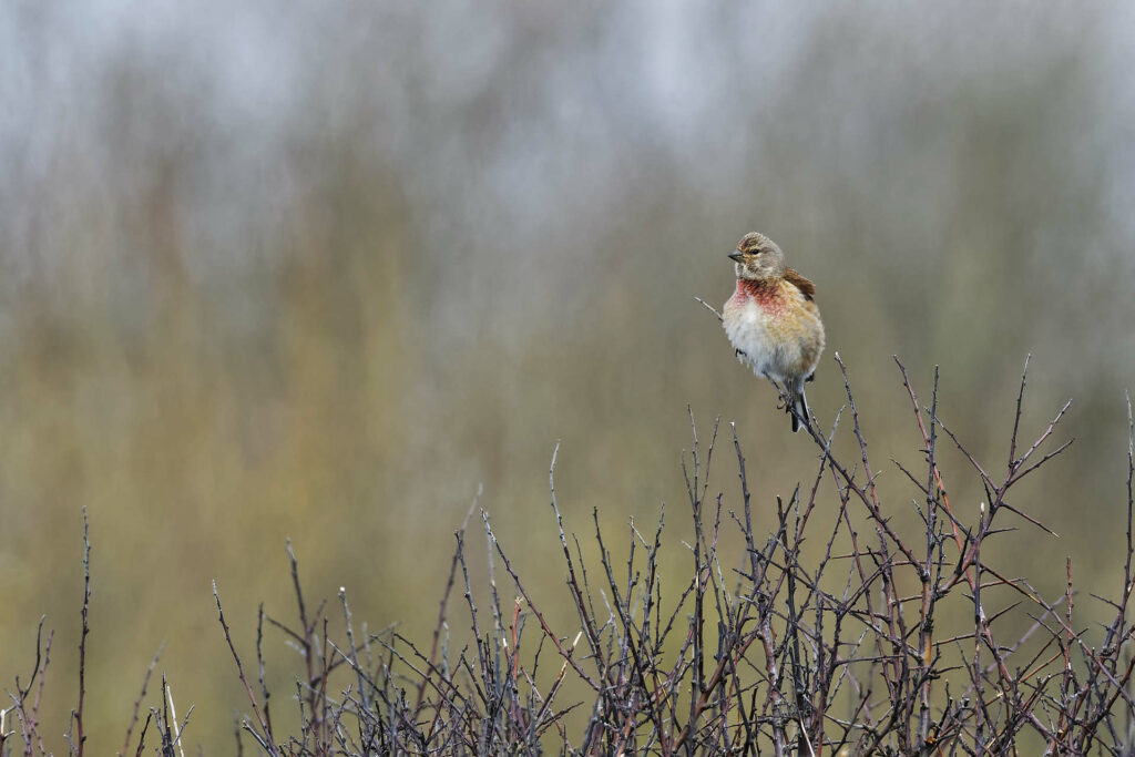 Autres oiseaux terrestres